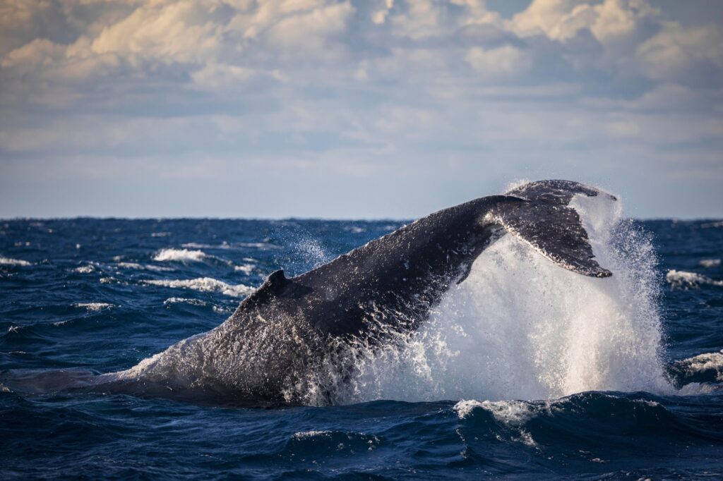 Humpback whale tail throw