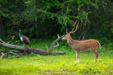 Beautiful male Sri Lankan axis deer in Yala national park. Lush greenery landscape.