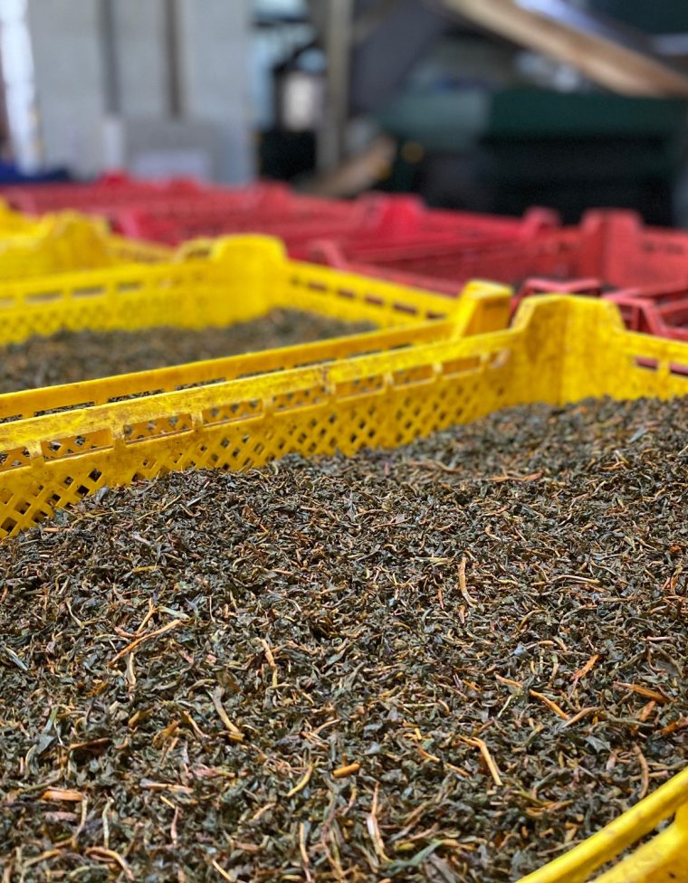 Dried tea leaves in tea factory in Sri Lanka