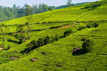 Green tea plantation in the mountains. Sri Lanka