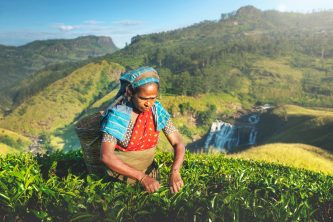 Indigenious Sri Lankan Tea Picker Agricultural Farm Concept