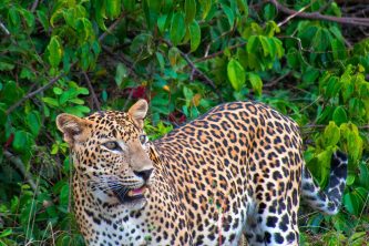 Sri Lankan Leopard, Wilpattu National Park, Sri Lanka