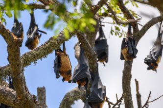 Sri Lankan megabats roosting upside down on tree branches.