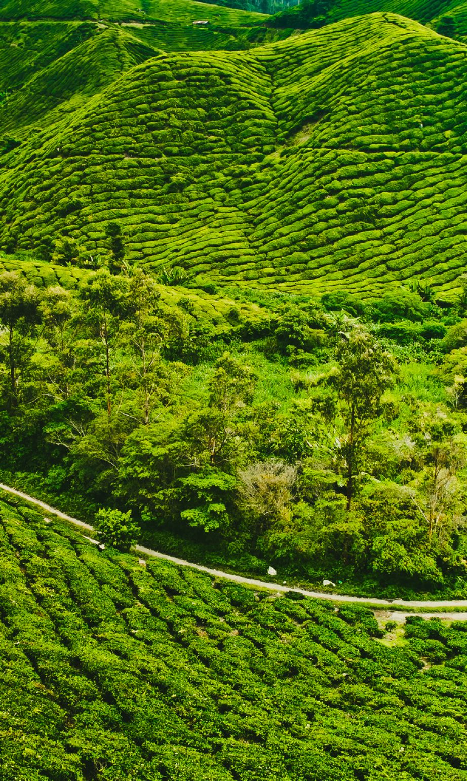 Tea plantation
